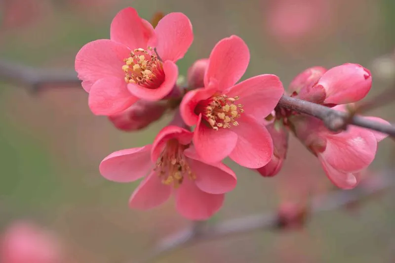 Flowering Quince