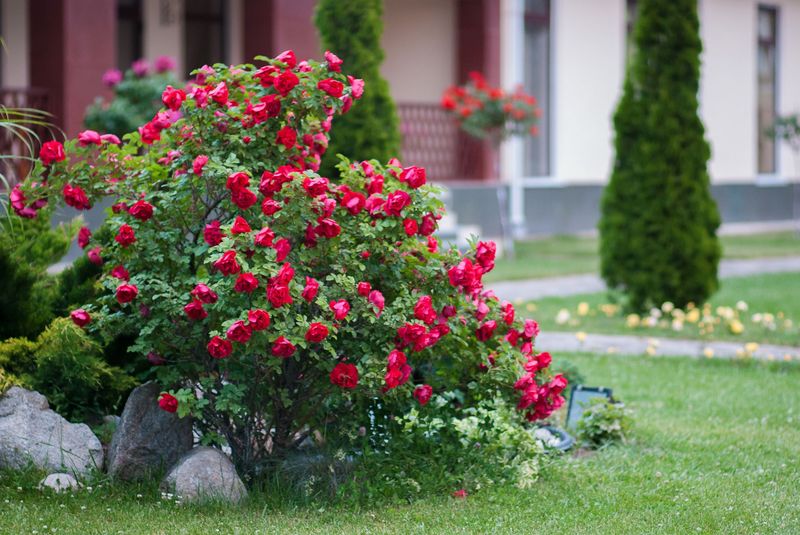 Flowering Shrubs