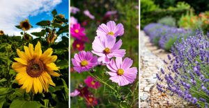 Flowers Will Bring the Right Insects to Your Garden Naturally