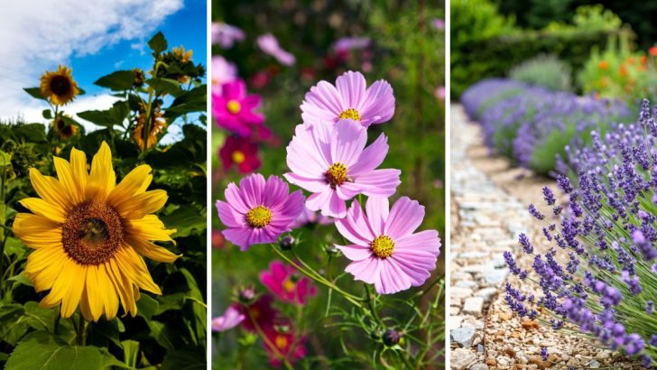 These 25 Flowers Will Bring the Right Insects to Your Garden Naturally