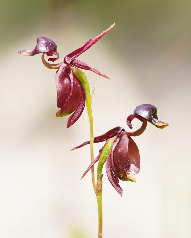 Flying Duck Orchid