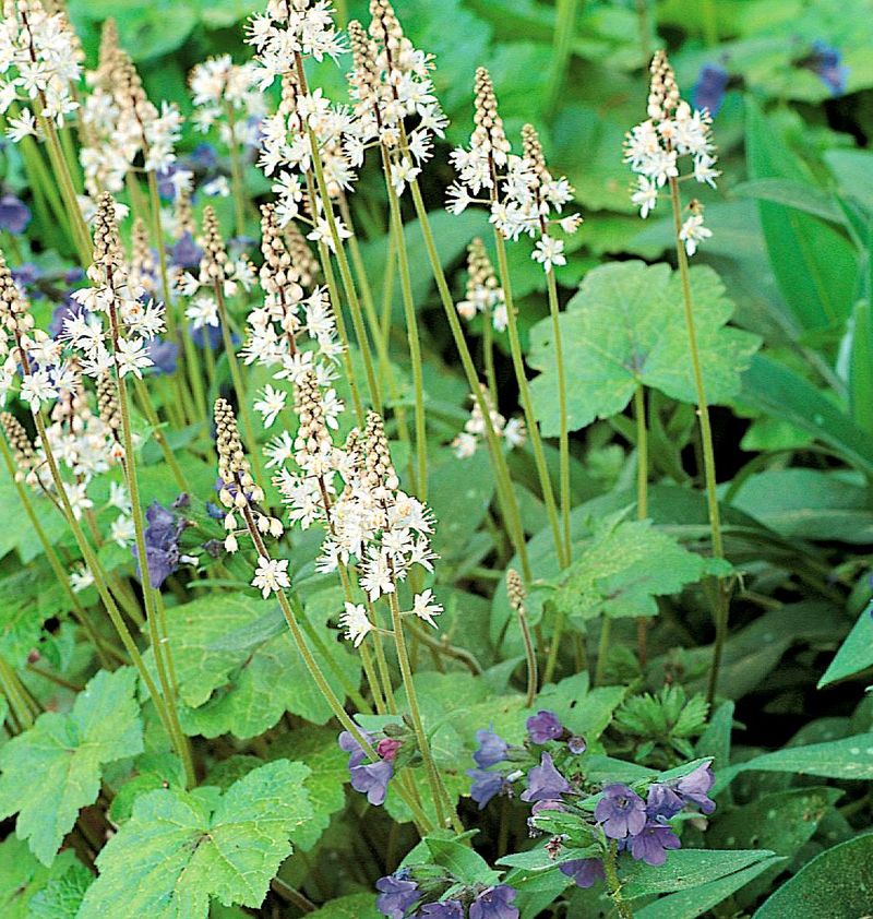 Foamflower