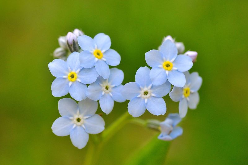 Forget-Me-Nots