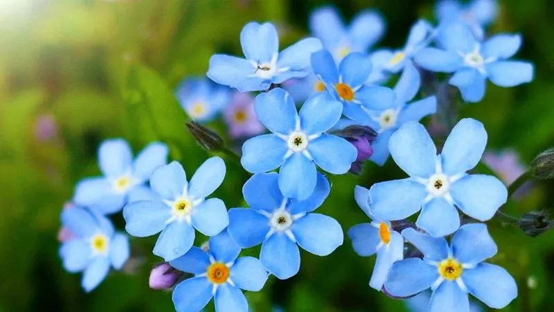 Forget-Me-Nots