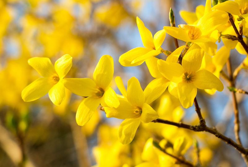 Forsythia