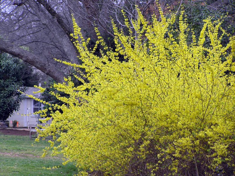 Forsythia