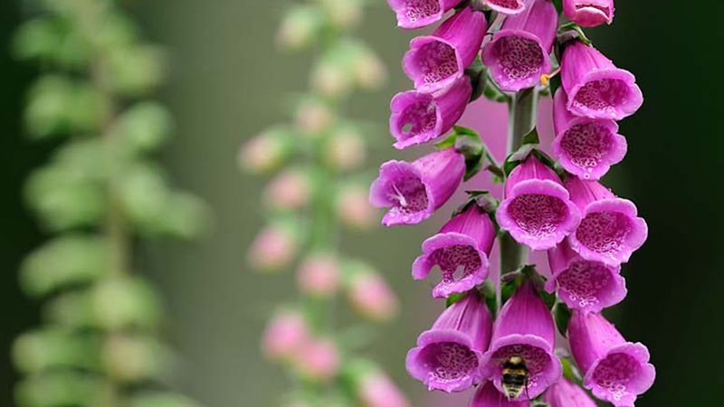 Foxglove