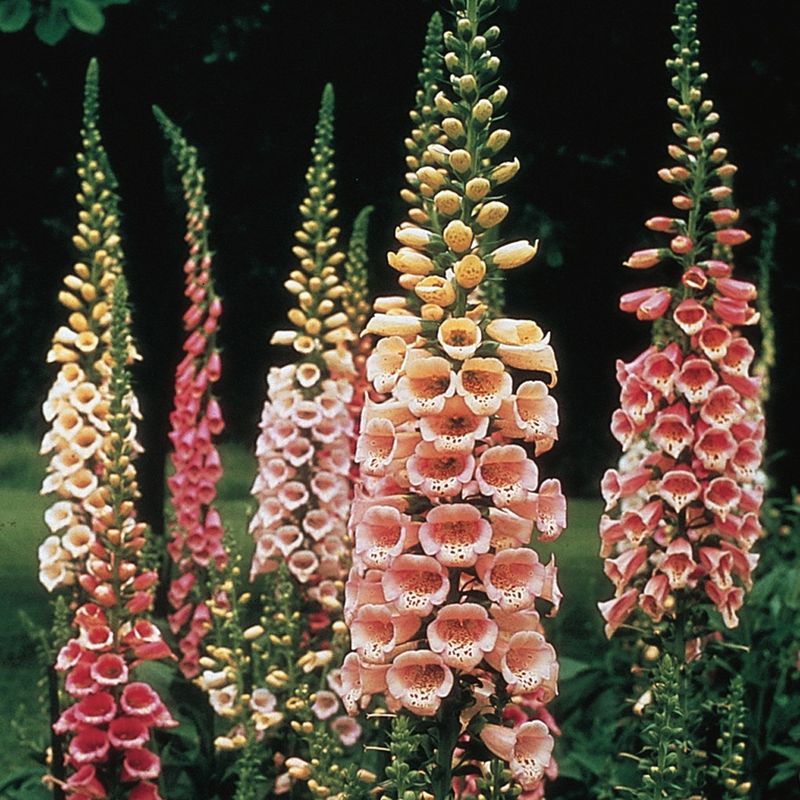 Foxglove