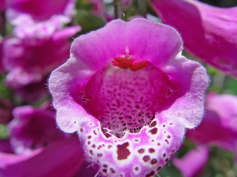 Foxglove