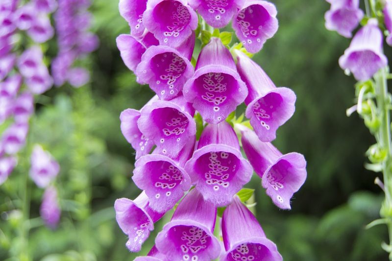 Foxglove