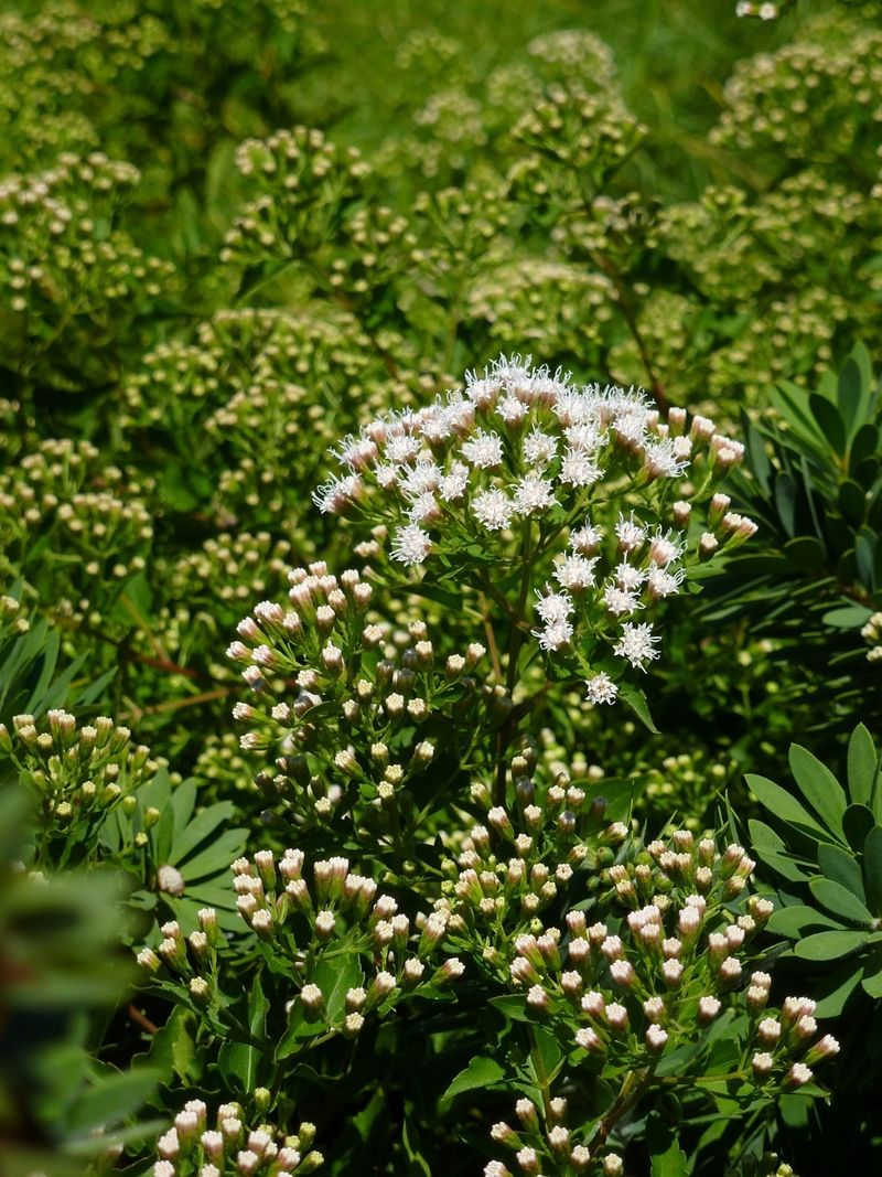 Fragrant Snakeroot