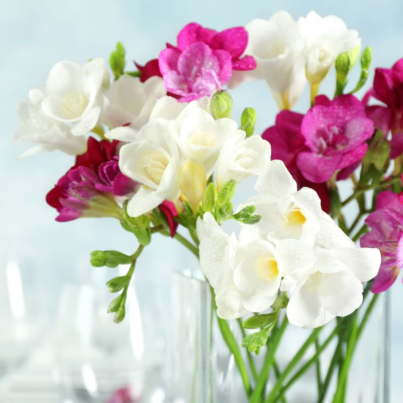 Freesias