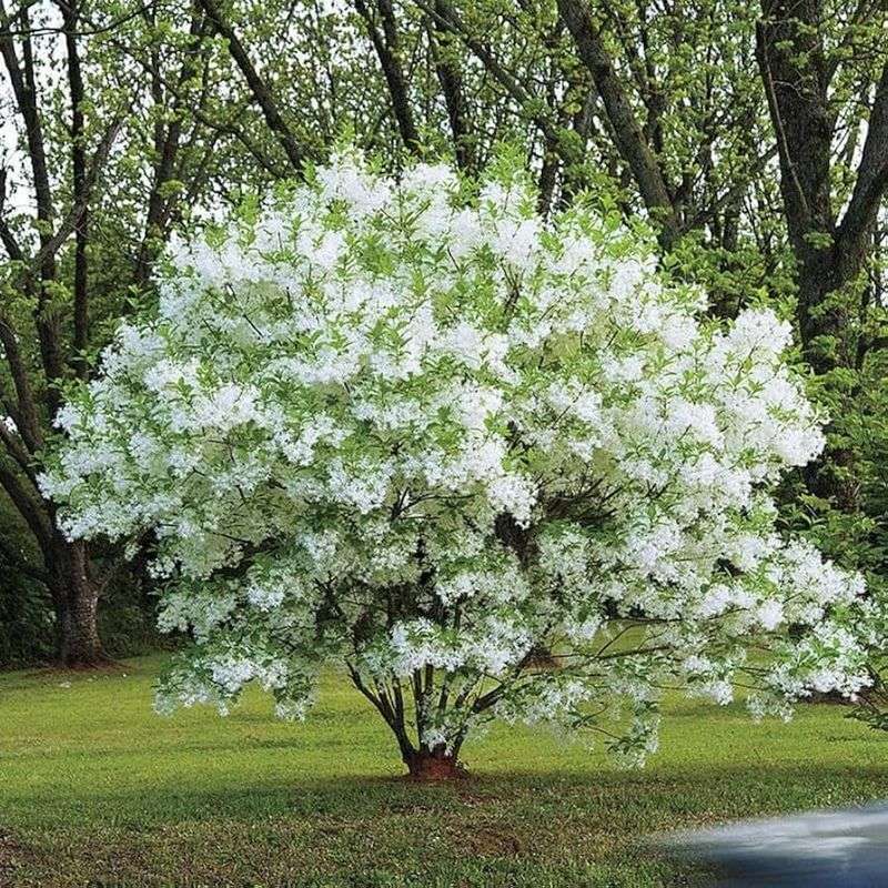 Fringe Tree