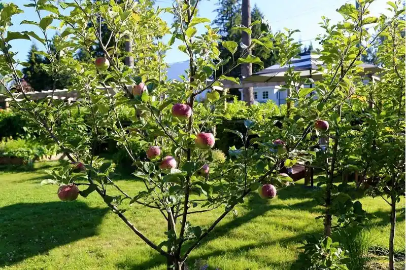 Fruit Trees as Natural Food Sources