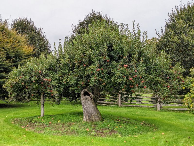 Fruit Trees (e.g., Apple)