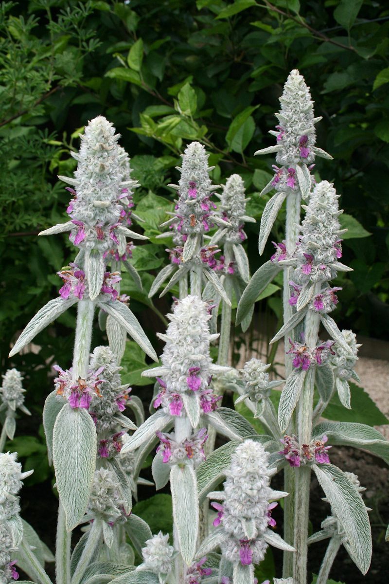 Fuzzy Wuzzy Lamb's Ear