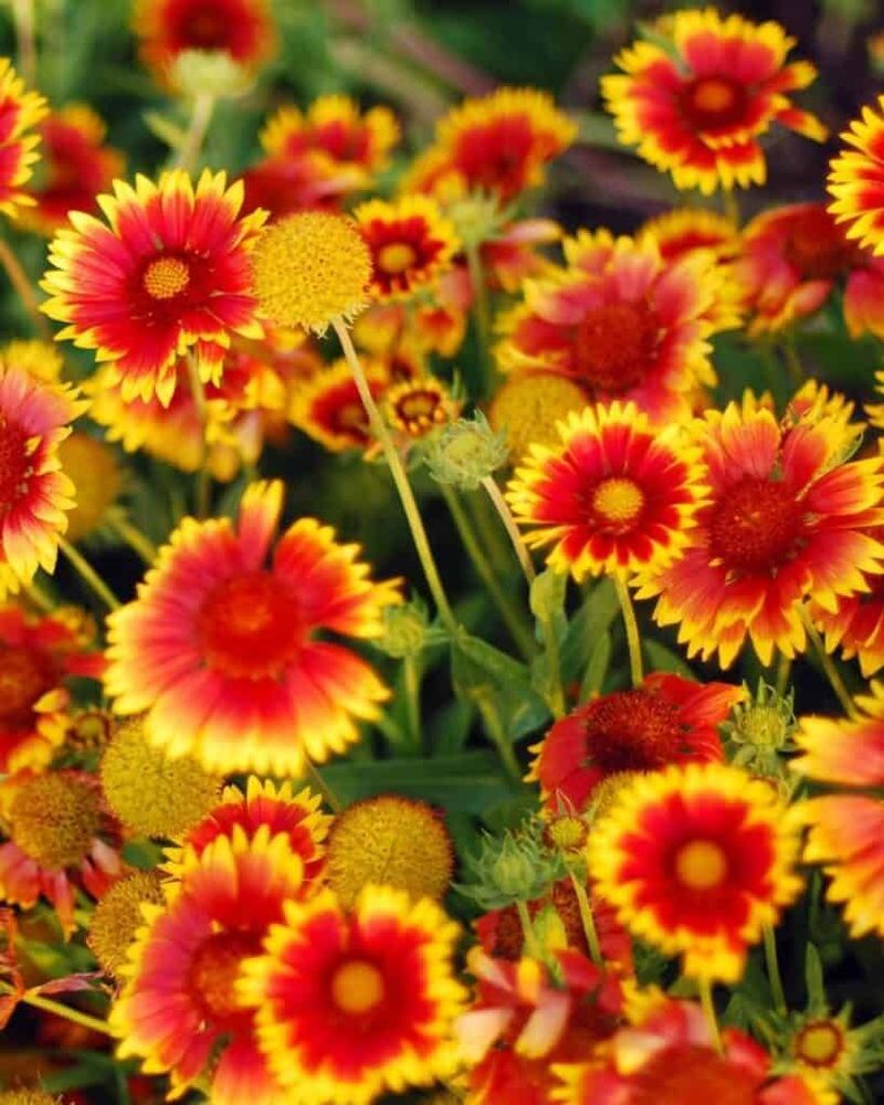 Gaillardia