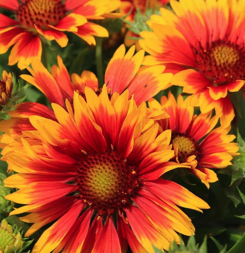 Gaillardia