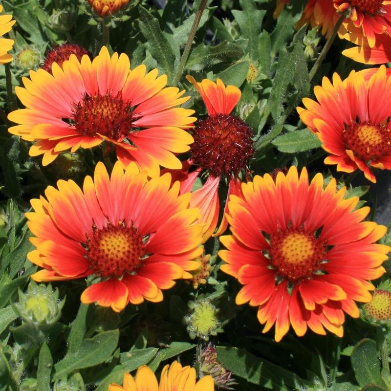 Gaillardia