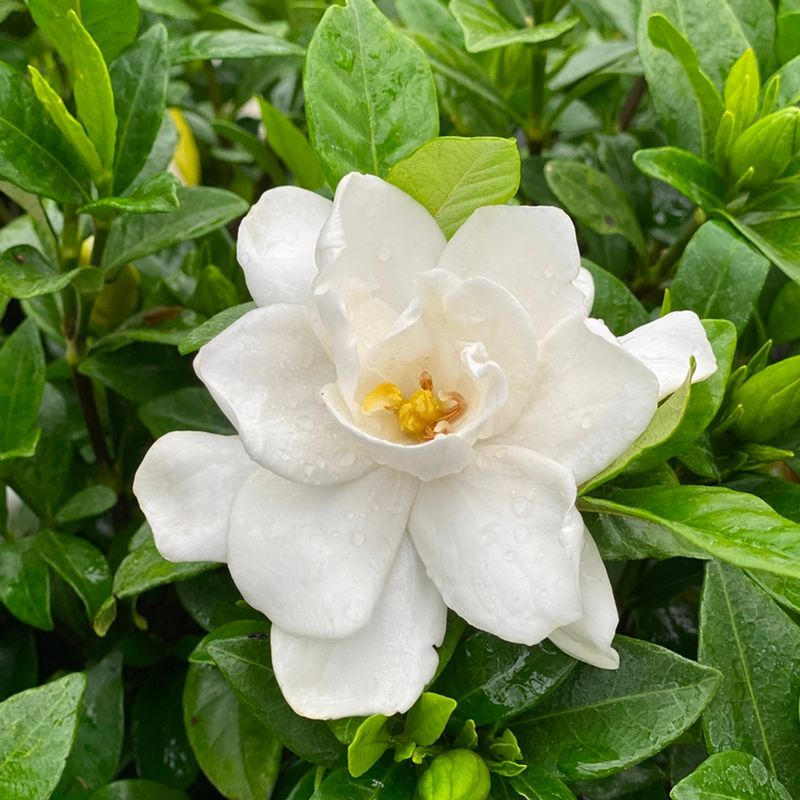 Gardenia