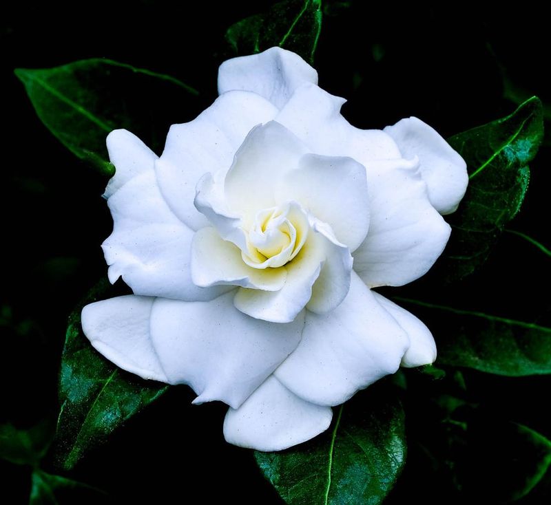 Gardenia