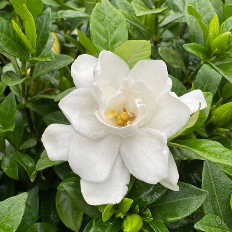 Gardenia