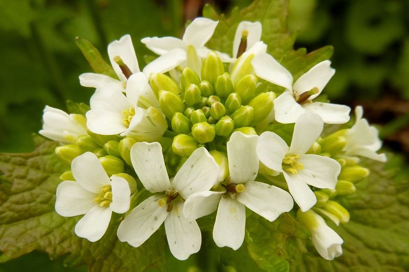 Garlic Mustard