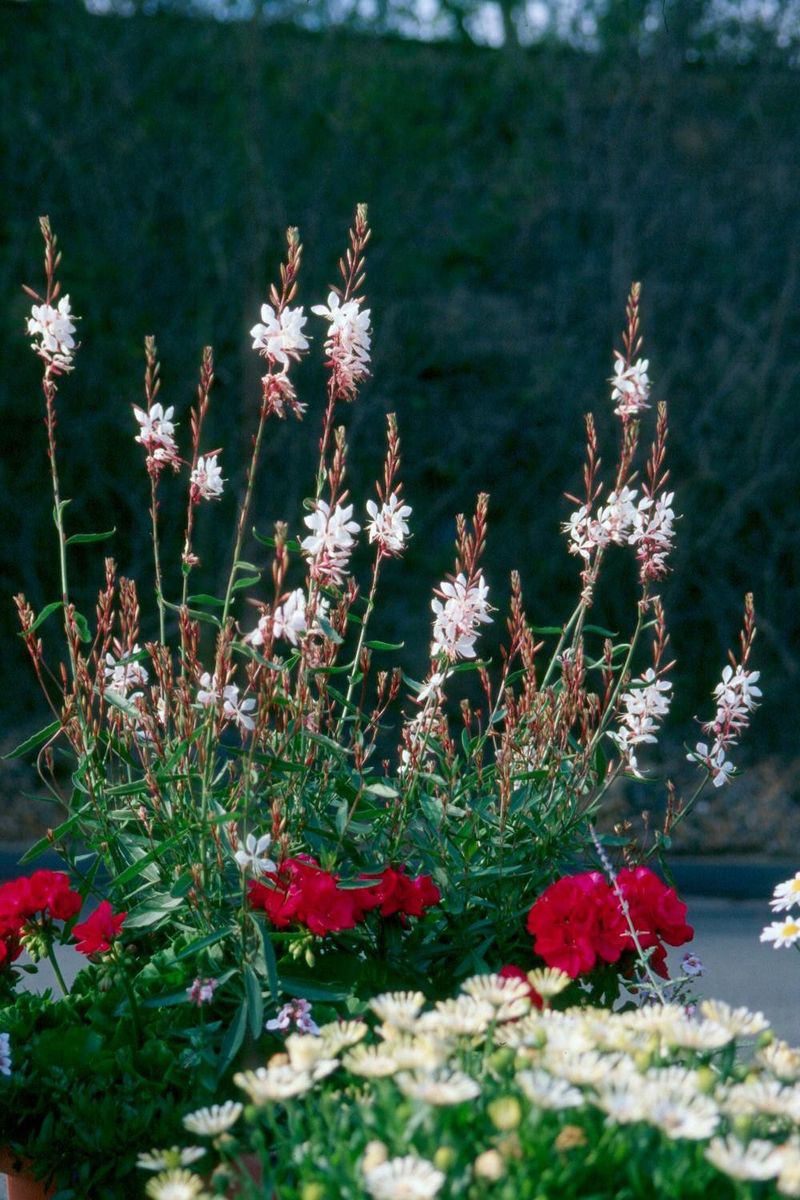 Gaura