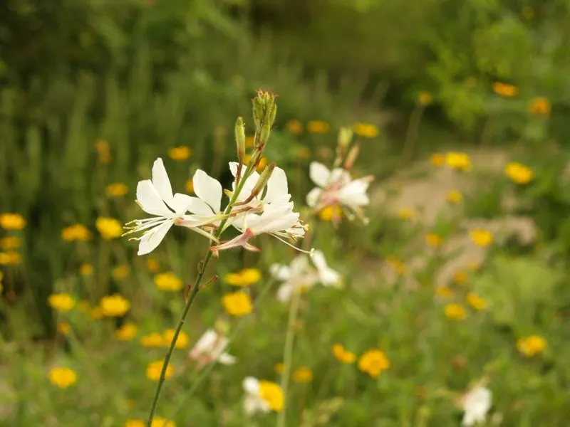 Gaura