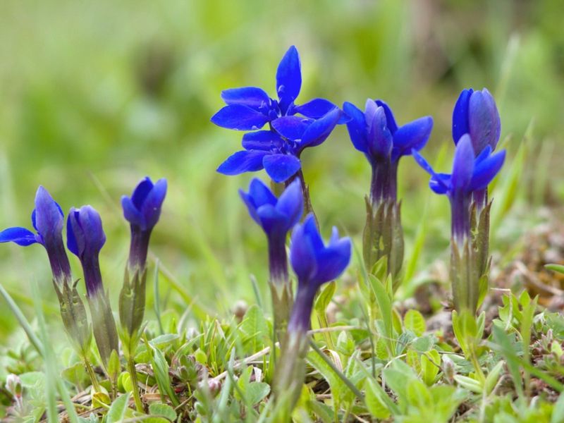 Gentian