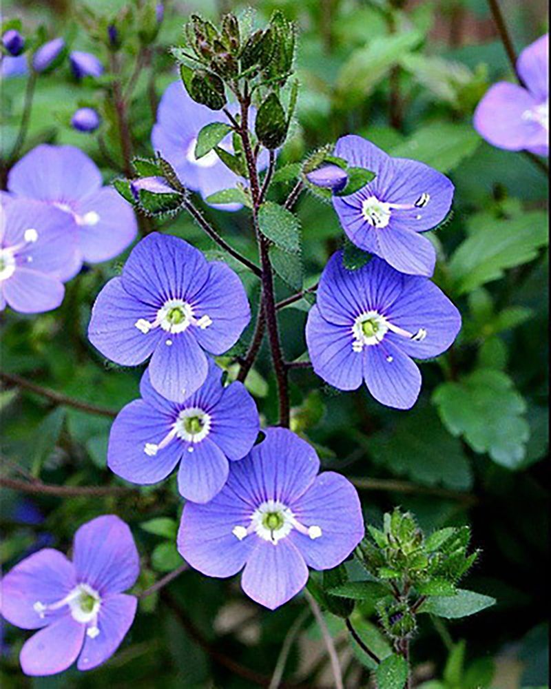 Georgia Blue Speedwell