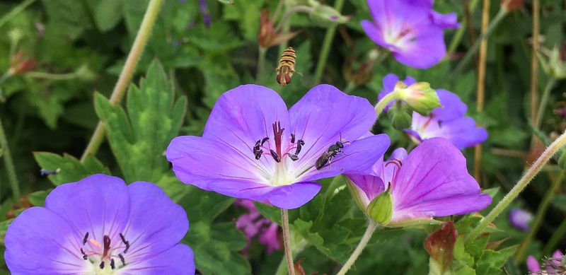 Geranium 'Rozanne'