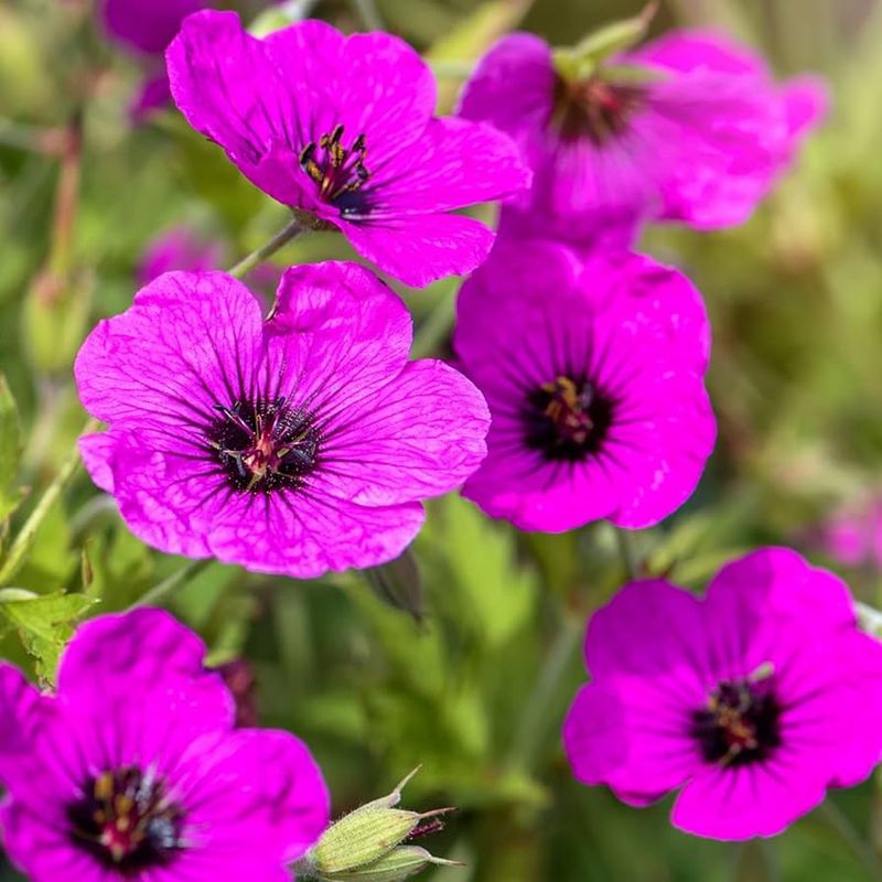 Geranium (Cranesbill)