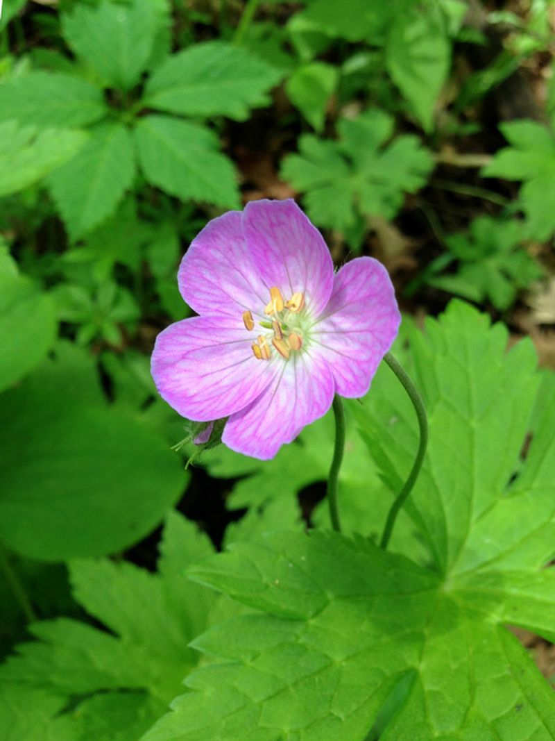 Geraniums