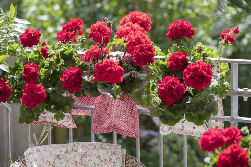 Geraniums