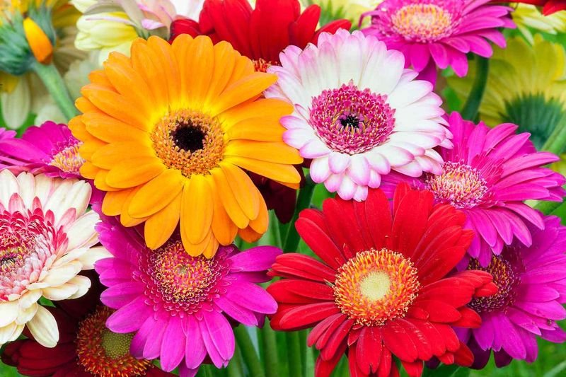 Gerbera Daisies