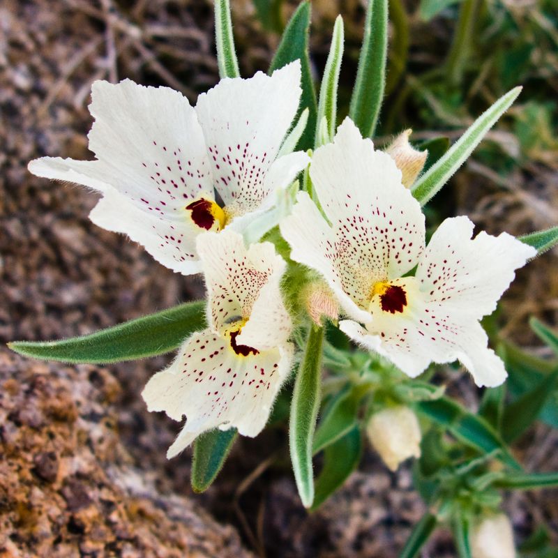 Ghost Flower (Mohavea confertiflora)