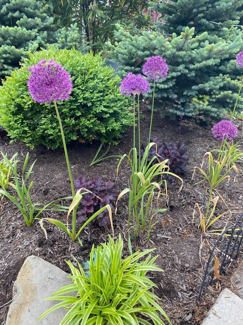 Giant Allium