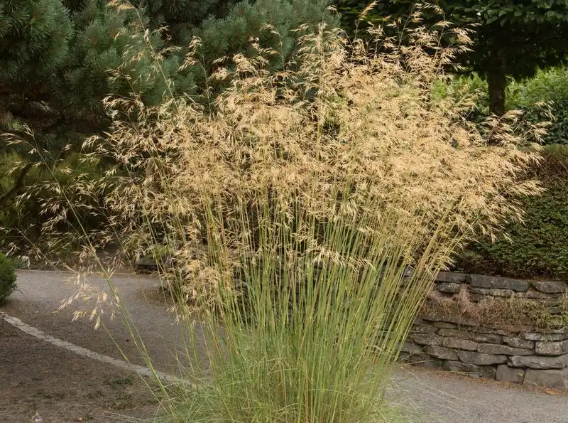 Giant Feather Grass