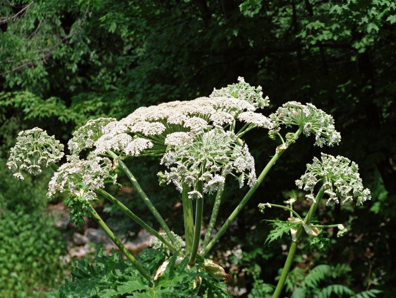 Giant Hogweed