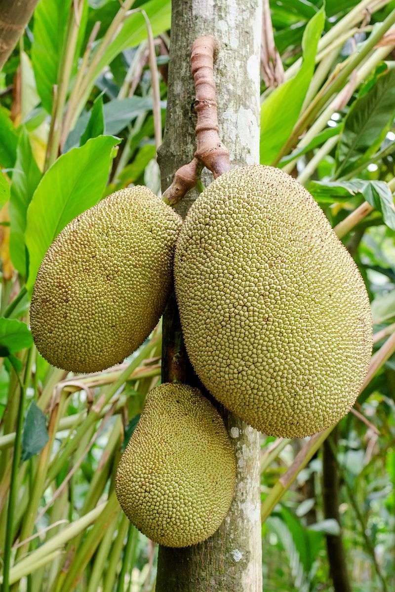 Giant Jackfruit