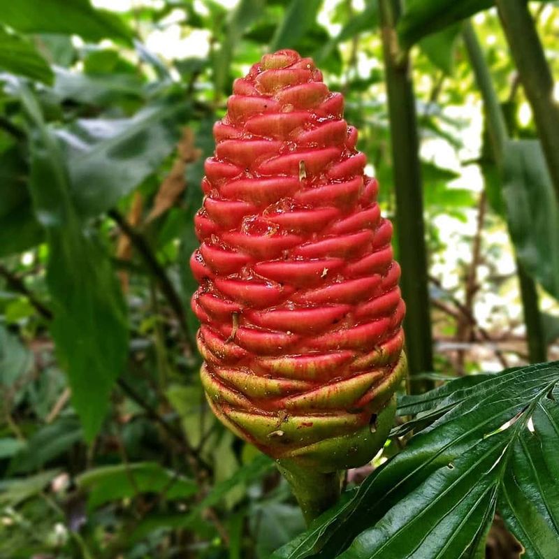 Ginger Plants