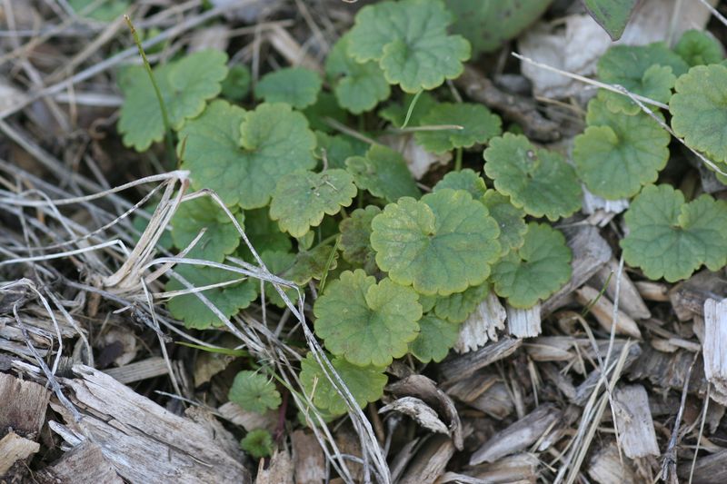 Glechoma hederacea (Ground Ivy)