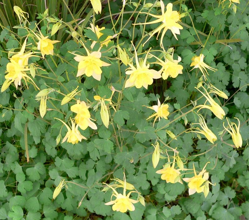 Golden Columbine