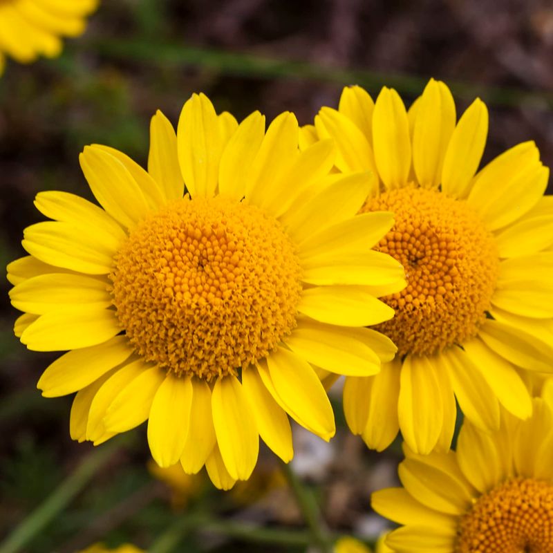 Golden Marguerite