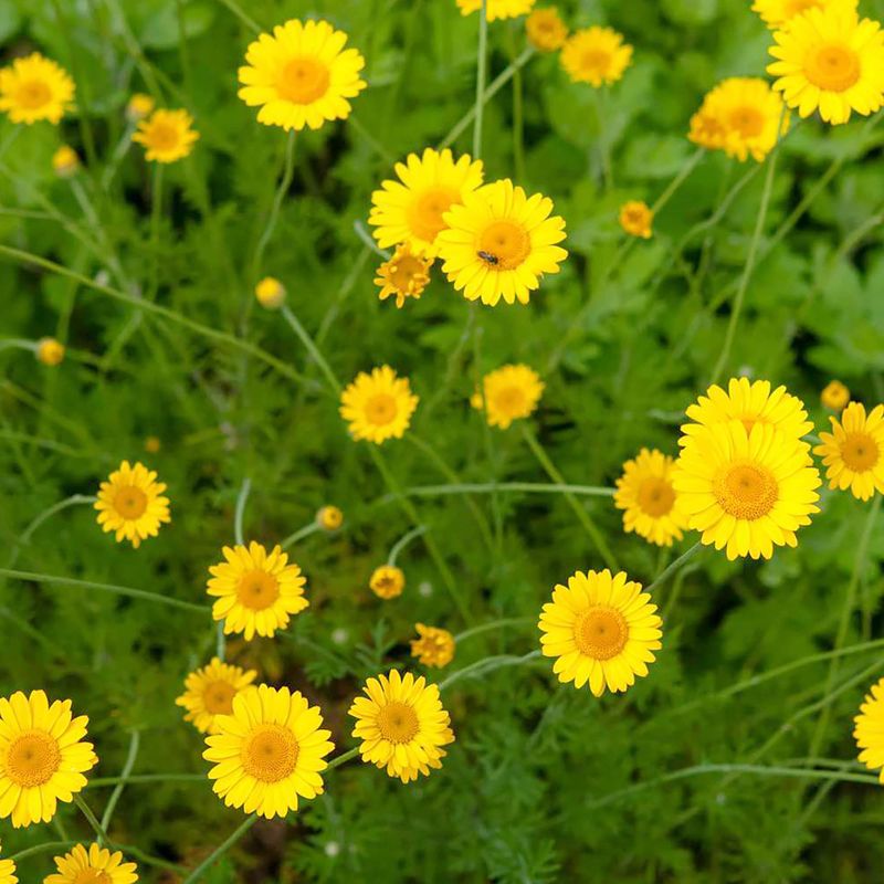 Golden Marguerite