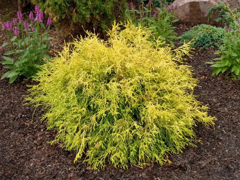 Golden Mops False Cypress