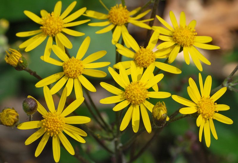 Golden Ragwort