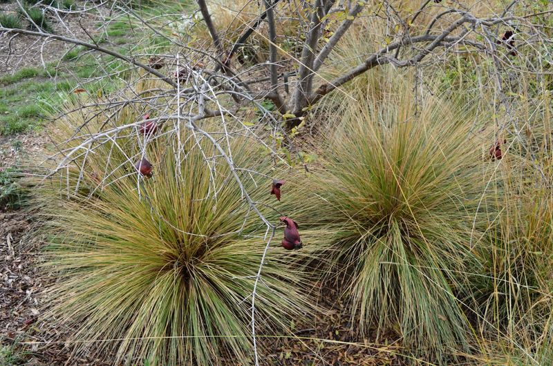 Golden Tussock