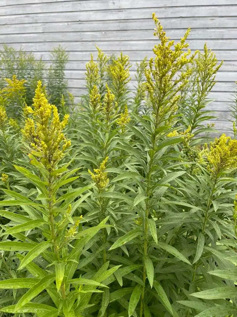 Goldenrod